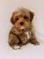 Teddy, a male Maltipoo for sale in Batesville, AR – Photo 7 of 9