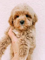 Teddy, a male Maltipoo for sale in Batesville, AR – Photo 3 of 9