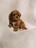 Teddy, a male Maltipoo for sale in Batesville, AR – Photo 9 of 9