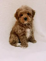 Teddy, a male Maltipoo for sale in Batesville, AR – Photo 8 of 9