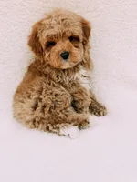 Teddy, a male Maltipoo for sale in Batesville, AR – Photo 4 of 9