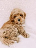 Teddy, a male Maltipoo for sale in Batesville, AR – Photo 2 of 9