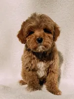 Teddy, a male Maltipoo for sale in Batesville, AR – Photo 6 of 9