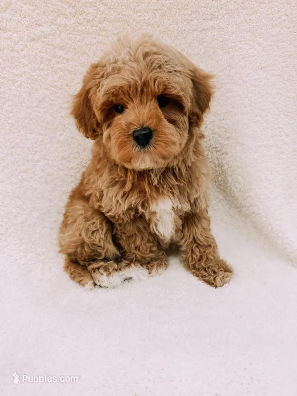 Teddy – Maltipoo puppy for sale in Batesville, AR