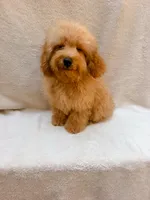 Blue, a male Cavapoo for sale in Batesville, AR – 2 of 10
