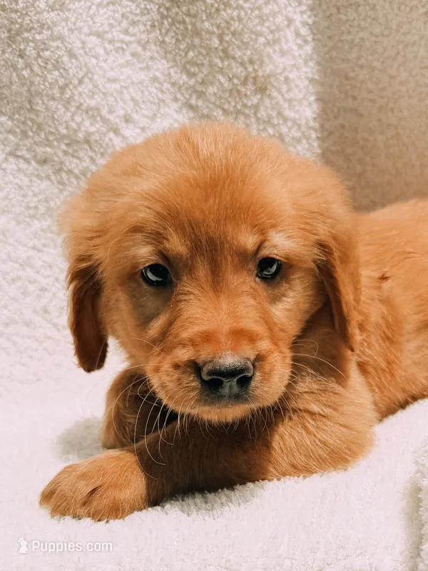 Black – Golden Retriever puppy for sale in Batesville, AR