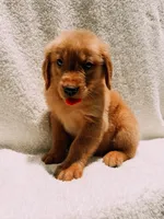 Tan, a male Golden Retriever for sale in Batesville, AR – 8 of 9