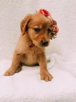 Pink, a female Golden Retriever for sale in Batesville, AR – 6 of 7