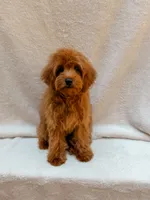 Red, a male Cavapoo for sale in Batesville, AR – 4 of 9