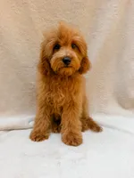 Green, a male Cavapoo for sale in Batesville, AR – 5 of 10