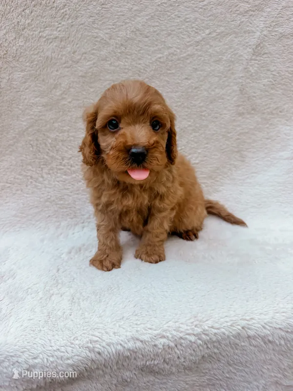 Green – Cavapoo puppy for sale in Batesville, AR
