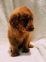 Red, a male Golden Retriever for sale in Batesville, AR – 3 of 9