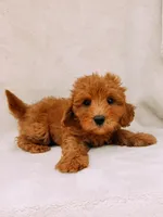 Teddy, a male Maltipoo for sale in Batesville, AR – 5 of 8