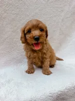 Green, a male Cavapoo for sale in Batesville, AR – 5 of 8