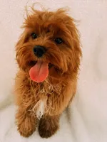 Rusty, a male Cavapoo for sale in Batesville, AR – 4 of 7