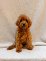 Red, a male Cavapoo for sale in Batesville, AR – 8 of 9