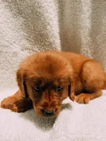 Red, a male Golden Retriever for sale in Batesville, AR – 6 of 9