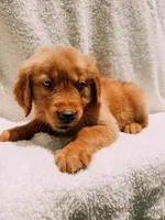 Tan, a male Golden Retriever for sale in Batesville, AR – 5 of 9