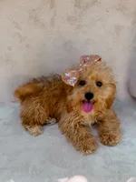 Elsie, a female Maltipoo for sale in Batesville, AR – 2 of 10