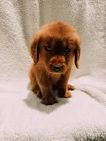 Red, a male Golden Retriever for sale in Batesville, AR – 4 of 9