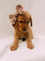 Rose gold, a female Golden Retriever for sale in Batesville, AR – 8 of 10