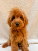 Red, a male Cavapoo for sale in Batesville, AR – 9 of 9
