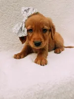 Silver, a female Golden Retriever for sale in Batesville, AR – 4 of 4