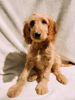 Honey, a female Goldendoodle for sale in Batesville, AR – 2 of 4