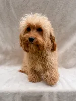 Beauty, a female Cavapoo for sale in Batesville, AR – 5 of 10