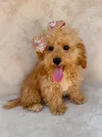 Elsie, a female Maltipoo for sale in Batesville, AR – 9 of 10