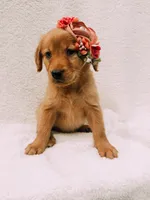 Pink, a female Golden Retriever for sale in Batesville, AR – 2 of 7