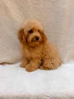 Blue, a male Cavapoo for sale in Batesville, AR – 10 of 10