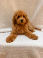 Green, a male Cavapoo for sale in Batesville, AR – 7 of 10