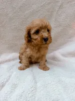 Blue, a male Cavapoo for sale in Batesville, AR – 2 of 3