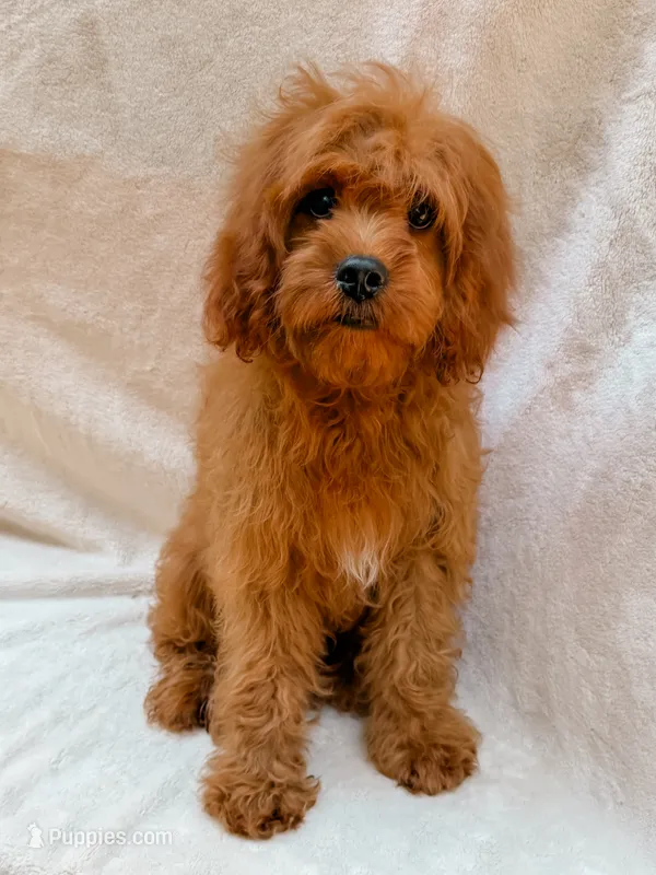 Copper – Cavapoo puppy for sale in Batesville, AR