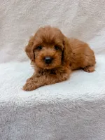 Red, a male Cavapoo for sale in Batesville, AR – 5 of 8