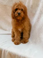 Copper, a male Cavapoo for sale in Batesville, AR – 2 of 7