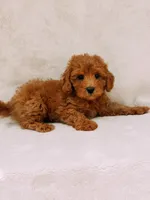 Teddy, a male Maltipoo for sale in Batesville, AR – 2 of 8