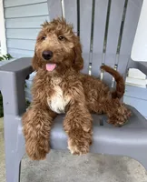 “Green”, a male Goldendoodle for sale in Batesville, AR – Photo 1 of 7