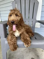 “Green”, a male Goldendoodle for sale in Batesville, AR – Photo 3 of 7