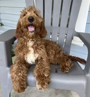 “Green”, a male Goldendoodle for sale in Batesville, AR – Photo 2 of 7