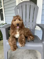 “Green”, a male Goldendoodle for sale in Batesville, AR – Photo 4 of 7