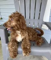 “Green”, a male Goldendoodle for sale in Batesville, AR – Photo 5 of 7