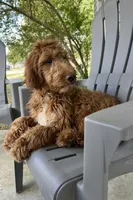 “Green”, a male Goldendoodle for sale in Batesville, AR – Photo 6 of 7