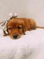 Gold, a female Golden Retriever for sale in Batesville, AR – 6 of 6