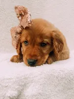 Rose gold, a female Golden Retriever for sale in Batesville, AR – 3 of 10