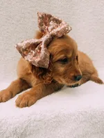 Rose gold, a female Golden Retriever for sale in Batesville, AR – 9 of 10
