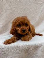 Copper, a male Cavapoo for sale in Batesville, AR – 2 of 4