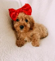 Blakely, a female Cavapoo for sale in Batesville, AR – Photo 1 of 5