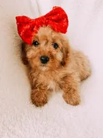 Blakely, a female Cavapoo for sale in Batesville, AR – Photo 5 of 5